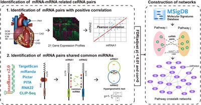 Characterization and Validation of ceRNA-Mediated Pathway–Pathway Crosstalk Networks Across Eight Major Cardiovascular Diseases